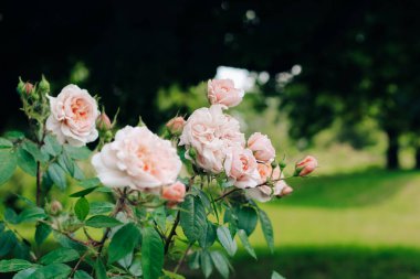 kaymak şakayığı gül çalılığına yakın plan botanik bahçesinde, gül arka plan