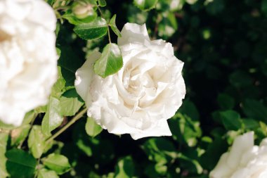 Beyaz şakayık, gül çalılığına tırmanıyor botanik bahçesinde, gül arka planda