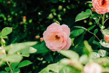 Azgın kenarlı krema gülü botanik bahçesinde yakın plan gül çalılığına tırmanıyor, gül arka plan
