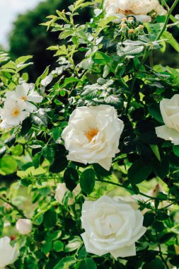 Beyaz şakayık, gül çalılığına tırmanıyor botanik bahçesinde, gül arka planda