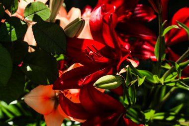 Bahçede kırmızı zambak çalıları var.