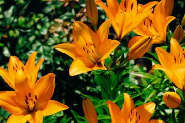 Bahçede turuncu zambak çalıları var.