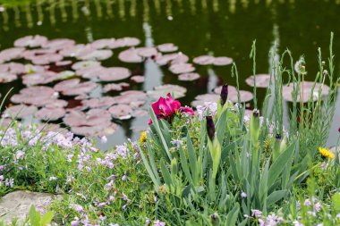 Bahçeli yeşil bir bahçede çiçekli bir gölde nemfoman bitkisi.