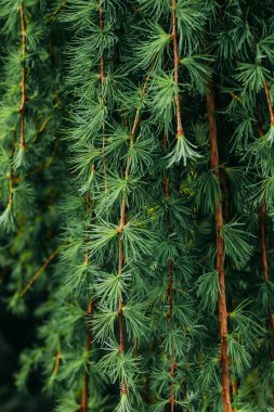 Japanese larch plant Larix kaempferi in the garden close-up clipart