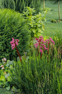 Manzara bahçesinde Bergenia kordifolisi.
