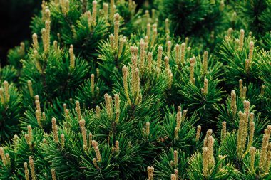 Manzara bahçesinde Pinus densata yakın plan