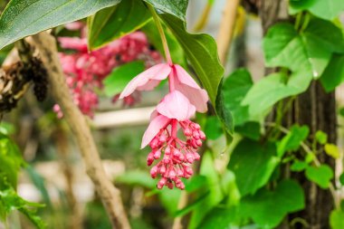 Medinilla magnifica pembe bitki botanik bahçesine yakın plan