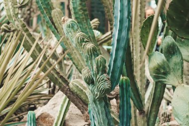 Kaktüs Ferocactus Pilosus çölde dikenlerle çevrili.