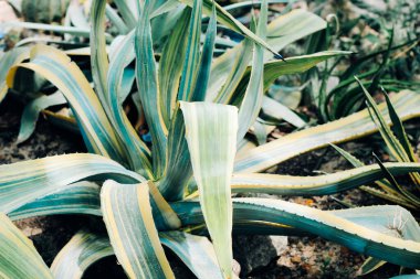 Çölde Agave potatorum bitkisi. Yakın plan.