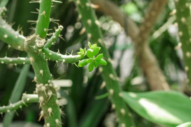 Kaktüs Ferocactus Pilosus çölde dikenlerle çevrili.