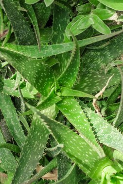 Çöldeki Aloe Vera fabrikası. Yakın plan.