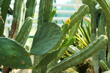 Echinopsis pachanoi plant in the desert close-up clipart