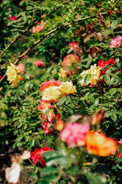Sarı ve kırmızı gül yaprakları botanik bahçesinde yakın plan, gül arkaplan
