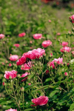 Botanik bahçesinde pembe gül çalısı, gül arkaplan