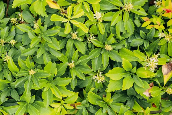 Peyzaj bahçesinde Pachysandra terminali.