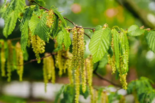 stock image Carpinus betulus tree close-up in the garden