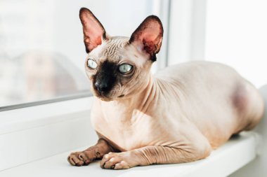 Kanadalı Sphynx cinsinin tüysüz kedisi güneşin penceresinde oturur.
