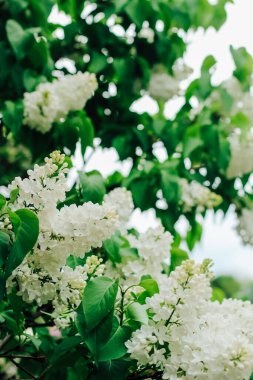 Leylak, botanik bahçesinde açan beyaz bir çalılıktır.