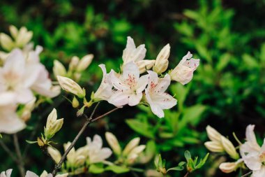 Çalılık beyaz rhododendron yakın