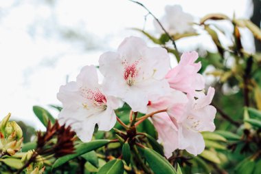 Çalı ekin pembe rhododendron yakın