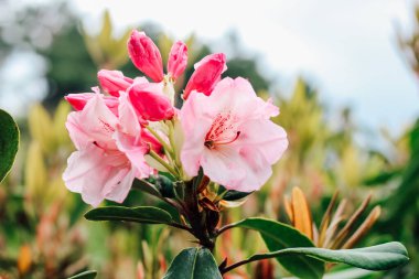 Çalı ekin pembe rhododendron yakın