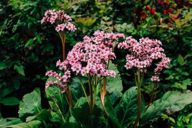 Manzara bahçesinde Bergenia kordifolisi.