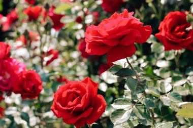 Botanik bahçesinde kırmızı gül çalısı, gül arkaplan
