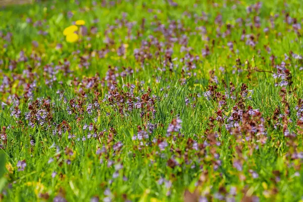 stock image A purple Lamium amplexicaule flower close-up in a landscaped garden