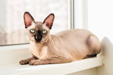 Kanadalı Sphynx cinsinin tüysüz kedisi güneşin penceresinde oturur.