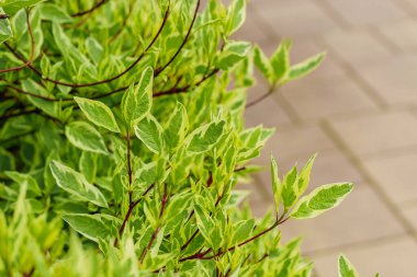 Cornus alba Elegantissima çalısı bahçeye yakın çekim