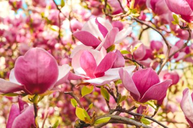 Botanik bahçesinde yakın plan pembe manolya çiçeği.