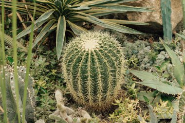 Kaktüs Ferocactus Pilosus çölde dikenlerle çevrili.