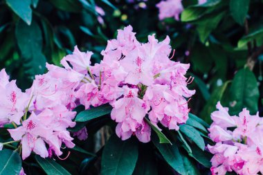 Bitki çalısı mor rhododendron yakın