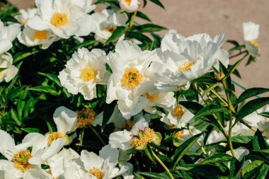 Bahçede sarı merkezli beyaz şakayıklar.