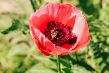 Bahçedeki pembe gelincik çiçekleri.