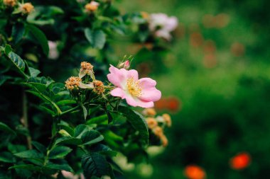 Bahçede pembe güllük gülistanlık çiçekler.