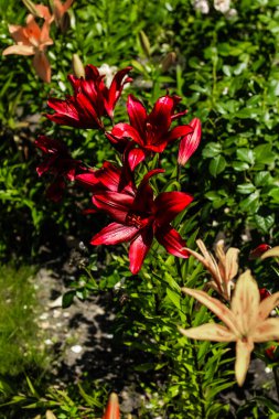 Bahçede kırmızı zambak çalıları var.