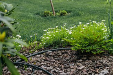 Bahçedeki dekoratif papatyalar.