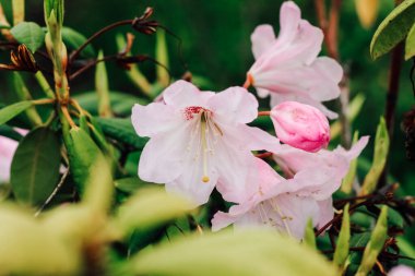 Çalı ekin pembe rhododendron yakın