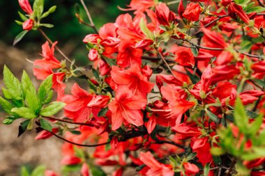 Kırmızı çalı çalı otlağı yakın.