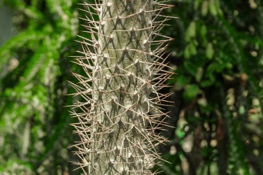 Çölde Pachypodium lamerei Drake fabrikası