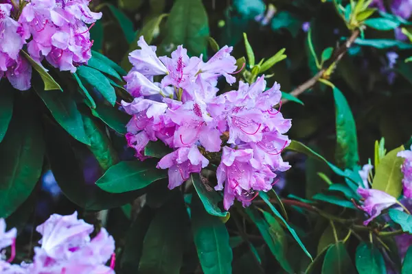 Bitki çalısı mor rhododendron yakın