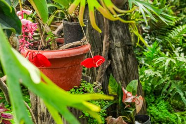 Tropikal bir ormanda şarbonlu bitki.