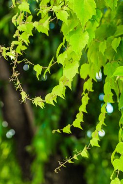 Beyaz bir bahçe direğinde vahşi üzümler
