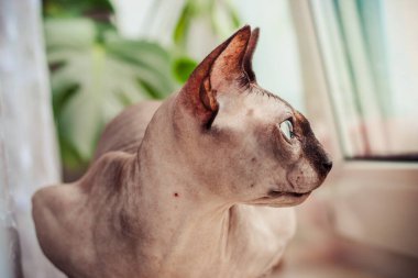 Kanadalı tüysüz sfenks kedi portresi