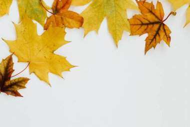 Sonbahar durgun hayat, beyaz arkaplanda yapraklar, metin için yer