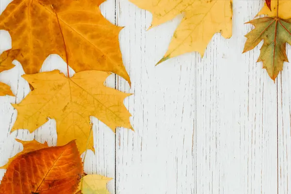 Sonbahar yerleşimi, beyaz ahşap arkaplanda yapraklar, metin için yer