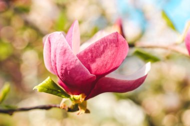 Botanik bahçesinde yakın plan pembe manolya çiçeği.