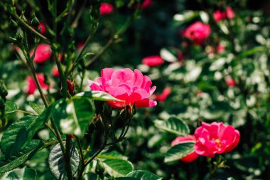 Botanik bahçesinde pembe gül çalısı, gül arkaplan