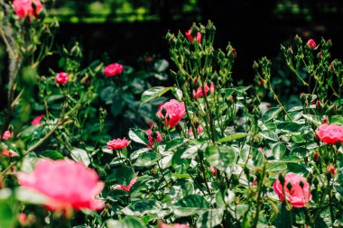 Botanik bahçesinde pembe gül çalısı, gül arkaplan